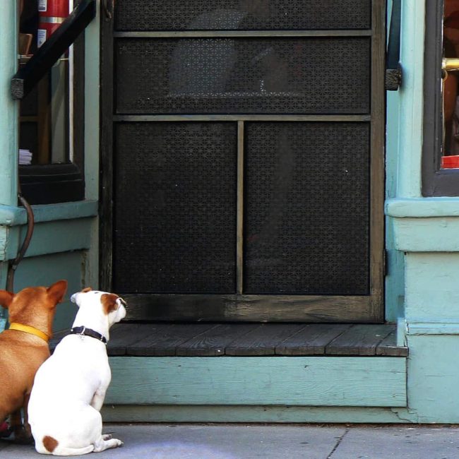 A partir de mayo los perros podrán entrar en los restaurantes de Portugal